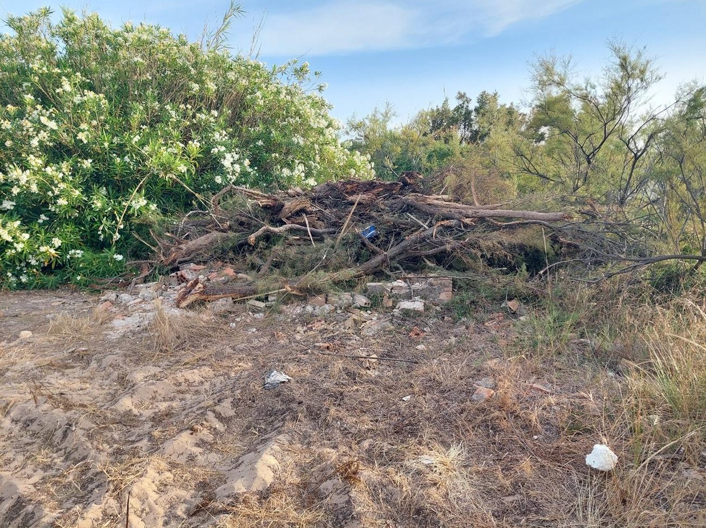 Vegetación y restos acumulados en el entorno dunar de Playa Terranova